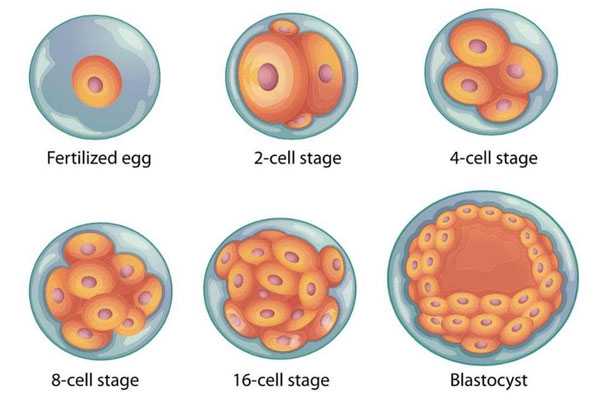 江北哪个医院能做借卵_试管婴儿优胚和普胚的区别，一览本文即可熟知